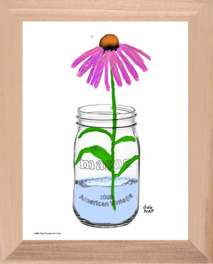 p1458 Coneflower In A Jar