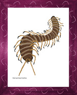 P1562 Giant Desert Centipede