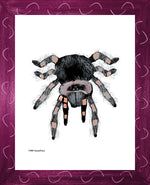 P1563 Tarantula