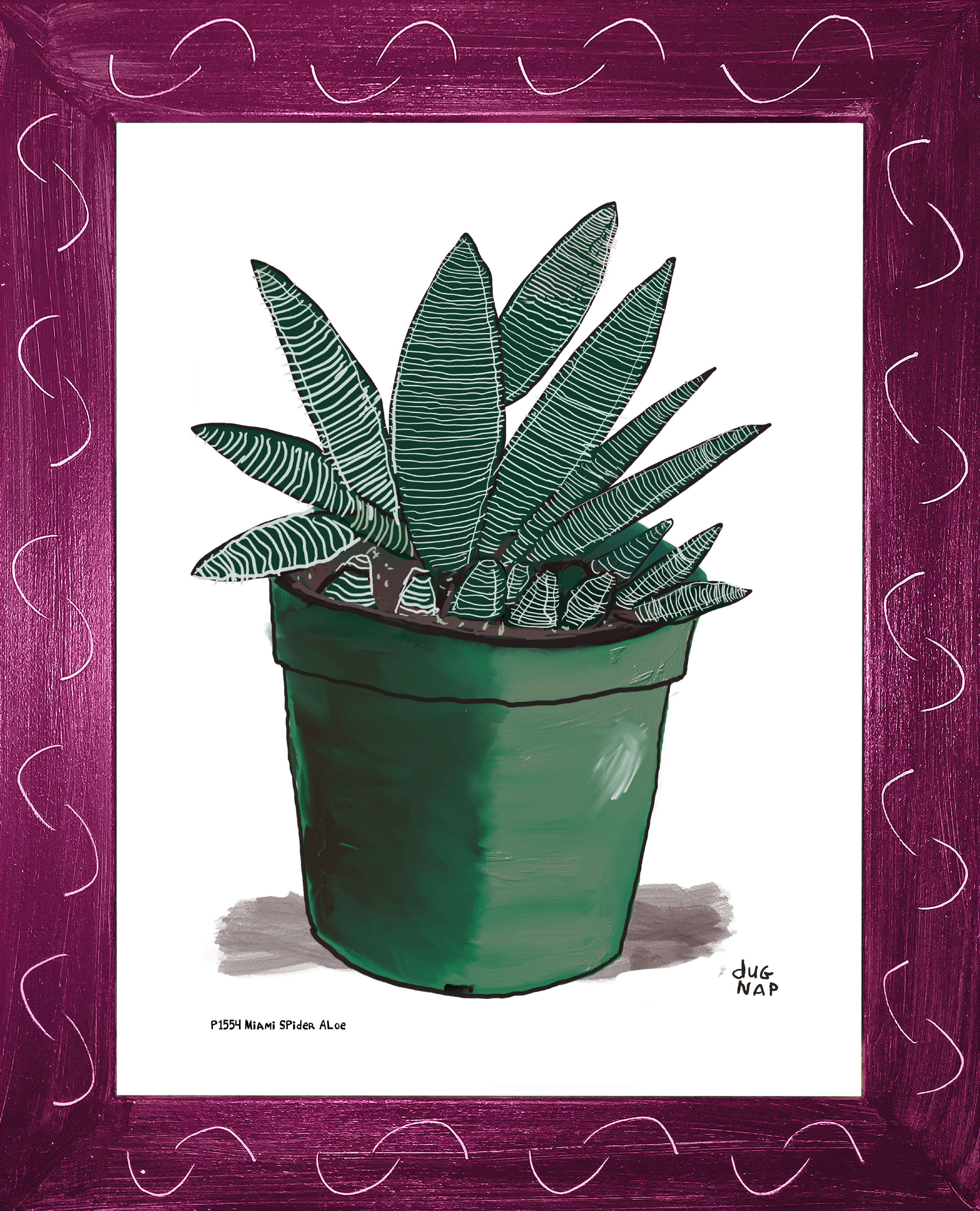 P1554 Miami Spider Aloe